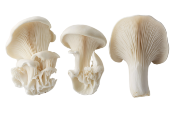 Isolated Oyster Mushroom Cluster and Slices