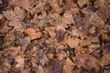 hojas de otoño