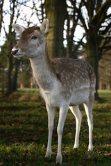 A deer stands in a grassy field with trees in the background. The deer is looking to the right