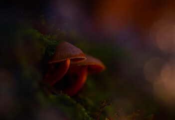 Artistic mushroom photo. Mysterious creatures of nature, mushrooms. Natural background.