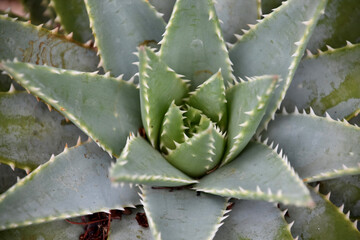 Looking into the Center of Aloe Brevifolia in a Spiral