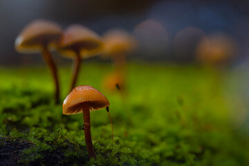 Artistic mushroom photo. Mysterious creatures of nature, mushrooms. Natural background.