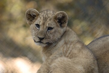 lion cub in the zoo
