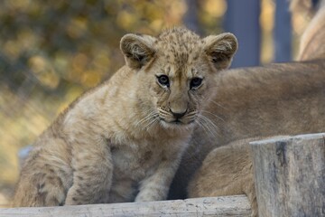 lion cub in the zoo