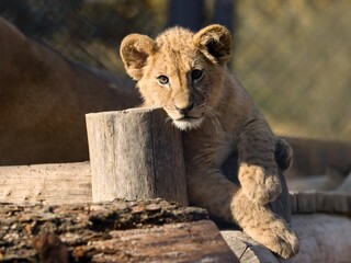 lion cub in the zoo