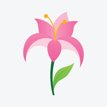 pink lily flower on white background clip art preview