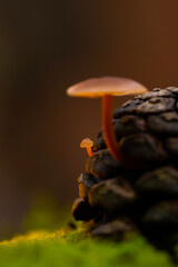 Artistic mushroom photo. Mysterious creatures of nature, mushrooms. Natural background.