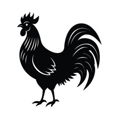 rooster isolated on white background