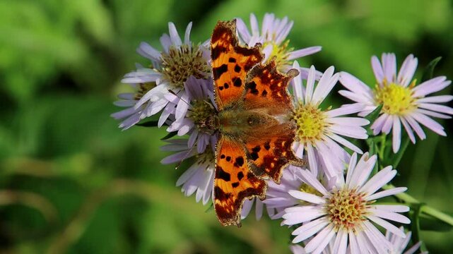 Close up of a comma butterfly, Polygonia c-album