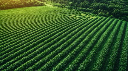 Aerial View of Lush Field at Golden Hour