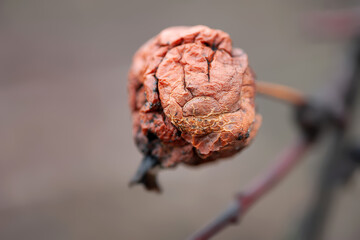 Dry apple. Wet wilted apple close up. Selective focus
