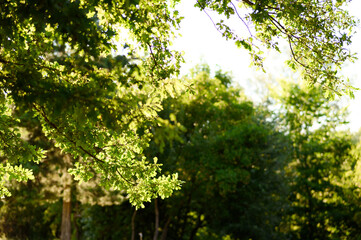 Sunlight through the treetops