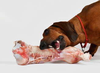 dachshund dog gnawing bone