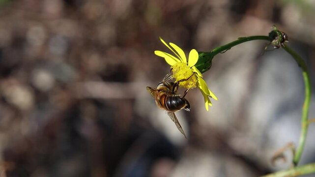  short clip of a honey bee on a senecio inaequidens or narrow-leaved ragwort