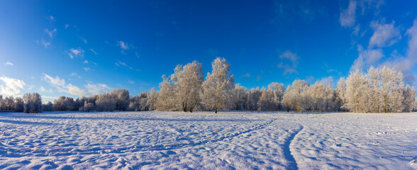 Sunny winter day. Trees covered with snow. Winter landscape with trees
