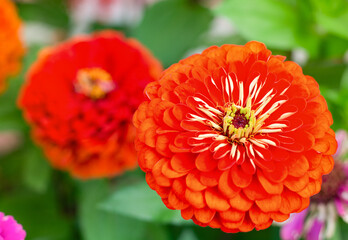 Red flowers in close-up. flowering season, selective focus. High quality photo