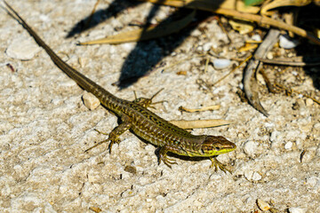 Dalmatian lizard (Podarcis melisellensis) on a city street, animal life in an urban environment