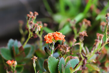 Close-up of small rustic magenta flower among a backdrop of blurred green leaves.