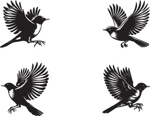  American Robin bird silhouette vector art illustration. American robin bird species vector design.