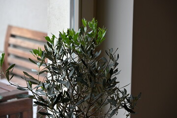 drzewko oliwne puszcza świeże liście © Miroslaw