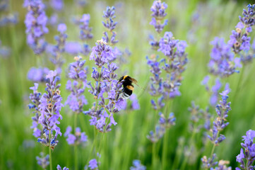 Lavender field. Lavender purple flowers