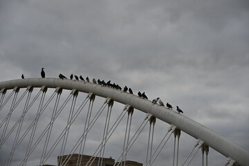 przęsło most nowoczesny biały ptaki gołębie niebo stal metal  © Miroslaw