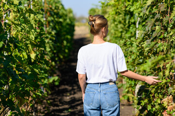A girl inspects the grape plantations