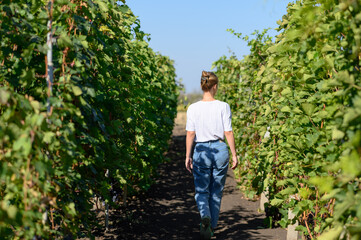 A girl inspects the grape plantations