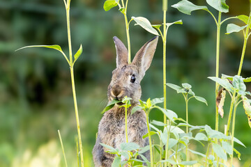European wild rabbit, Oryctolagus cuniculus, standing upright eating a leaf of a small sunflower plant looking at the photographer against a blurred background