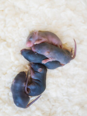 Sleeping blind little mice. Rapid reproduction and development of small rodents - pets, agricultural pests.