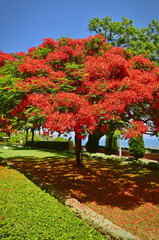 Haifa, Israel. The Bahai Gardens on Mount Carmel. The most visited tourist attraction in Israel.