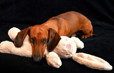 dachshund puppy playing with toy