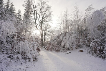 winter in the forest