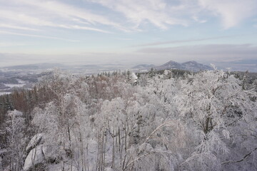 snow covered trees