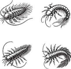 Detailed Illustrations of Arthropods