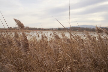 reed in the wind