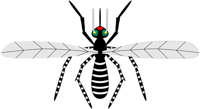 Reino animaal insecto zancudo nombre cientifico Aedes aegyptis o mosquito transmisor del dengue y la fiebre amarilla