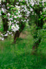 Apple blossom in the garden. Spring flowers on tree.