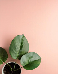 Fototapeta premium Tree branches with green leaves on a concrete table nude background Ad board poster mockup Top view copy space