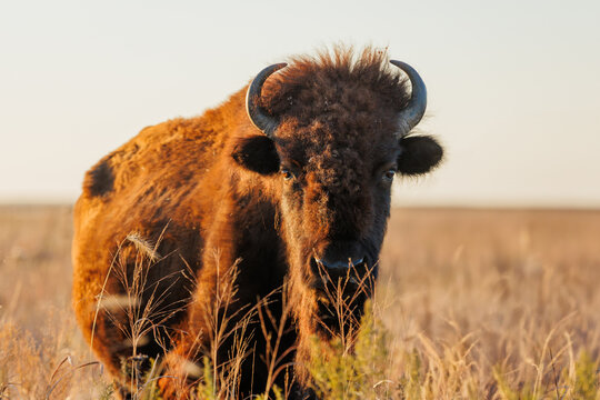 Close up buffalo grazing in a field