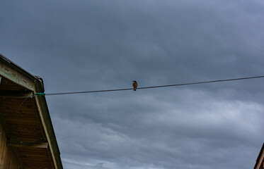 passarinho no fio de energia © Maria Novas