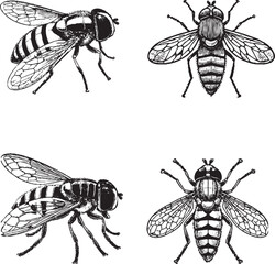 Detailed Illustrations of Flies