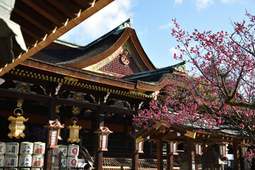 北野天満宮　西廻廊から見た拝殿と紅梅(京都市上京区)