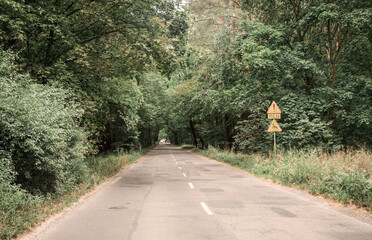 Fototapeta premium road in the middle of the woods.