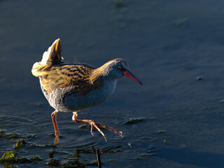 Wasserralle watet im Flackwasser