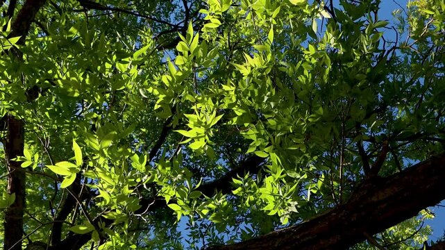 A tree with green leaves and a blue sky in Carilo, Buenos Aires, Argentina, 4K Ultra HD