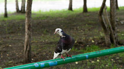 A close-up shot of a predominantly black and white pigeon perched on a green metal railing. The pigeon's head is white, and its body is mostly black with white feathers on its wings and tail.