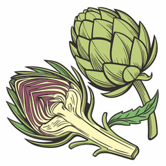 artichoke isolated on vector