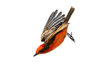 Vermilion Flycatcher (Pyrocephalus rubinus) Photo, in Flight Over a Transparent Isolated PNG Background
