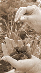 Strawberries Fresh Harvest Hands Closeup Sepia Garden Rustic Scene